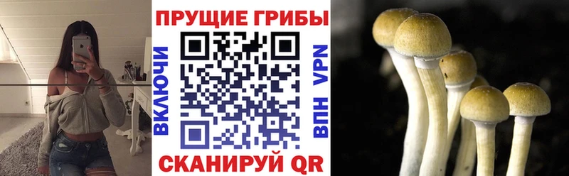 цены Севастополь дарк нет клад Псилоцибиновые грибы мухоморы OMG ССЫЛКА